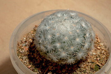 Canvas Print - round cactus