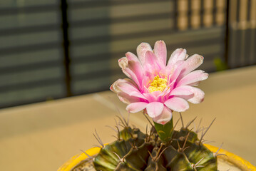 Poster - The cactus was in bloom until the stamens hidden within it were visible.