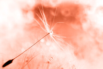 Wall Mural - a drop of water on a dandelion. dandelion on a red background with copy space close-up