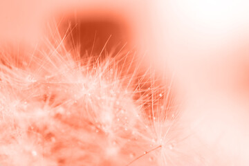 Wall Mural - a drop of water on a dandelion. dandelion on a red background with copy space close-up