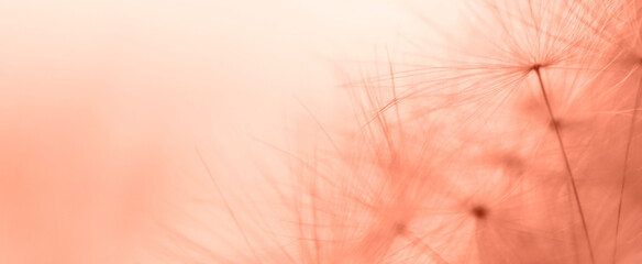 Wall Mural - a drop of water on a dandelion. dandelion on a red background with copy space close-up. banner