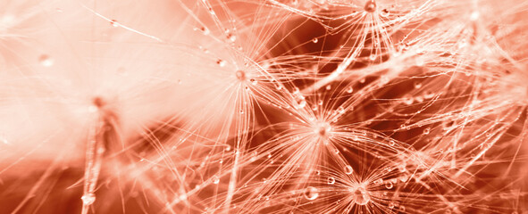 Wall Mural - a drop of water on a dandelion. dandelion on a red background with copy space close-up. banner