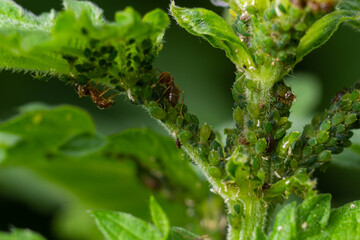 Wall Mural - Aphids curled foliage, close up Leaf curled on cherry tree, Prunus sp, caused by Black cherry aphid, black cherry aphid attack under side of leaves