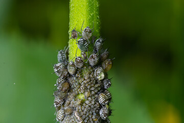 Wall Mural - Aphids curled foliage, close up Leaf curled on cherry tree, Prunus sp, caused by Black cherry aphid, black cherry aphid attack under side of leaves