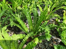 Asplenium Nidus Var. Plicatum Is A Single-leaf Fern With Long Wavy Edges Along The Base Of The Leaves, Brown. It Is Commonly Grown As An Ornamental Plant In The Garden.