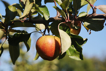 Poster - A ripe apple on the tree in autumn season