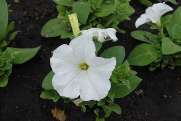 Pure white flowers of petunias in May