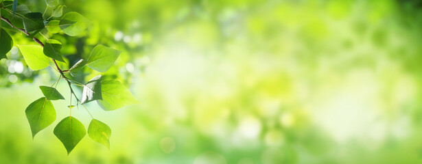 Tree branch with leaves and sunny blurred bokeh