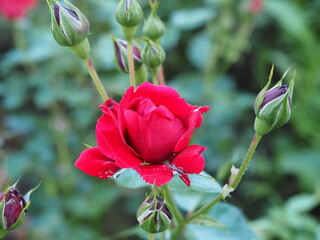 Canvas Print - red rose flower