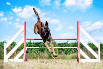 Sticker - training of agility