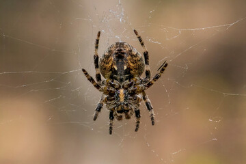 Wall Mural - spider and web close-up in the forest on a sunny day macro