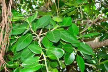 Ficus Benghalensis, Banyan Plant Green Leaf.
