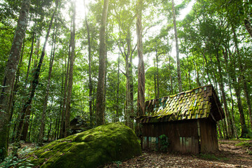 An old wooden hut in a tropical forest.