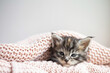 Pets. cute little maine coon breeds kitten sleeps under a pink cozy knitted blanket. Pet Care. Space for text