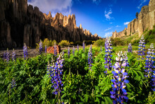 Blooming Andean Lupins Growing In Scenic Valley With Rocky Mountains Under Blue Sky