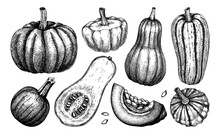 Sketched Pumpkin Illustrations Set. Thanksgiving Day Design Elements. Autumn Food Drawings. Vector Vegetables, Butternut Squash, Marrow, Pumpkin Slice Sketches. Fall Harvest Festival Collection