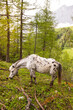 Weißes Pferd mit schwarzen flecken im Wald mit Bergen im Hintergrund. Schimmel Pferd in der Natur. White horse with black spots in the forest with mountains in the background. gray horse in nature.