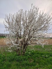 flowers, nature, sky, landscape, season