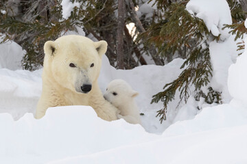 Wall Mural - polar bear mother (ursus maritimus) with new born cub at den, playing together, wapusk national park