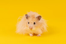 Angora Hamster On A Yellow Background. Animal Rodent