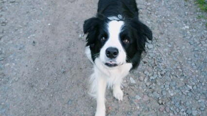 Wall Mural - Outdoor portrait of cute smiling puppy border collie jumping, waiting for reward on park background. Little dog with funny face in sunny summer day outdoors. Pet care and funny animals life concept