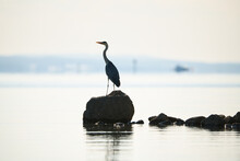 Silhouette Of A Gray Heron On Stones In The Water