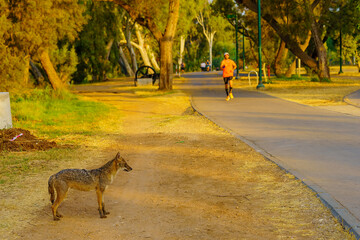 golden jackal, and joggers, in the yarkon park