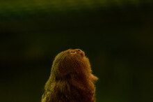 Smallest Monkey Pygmy Marmoset