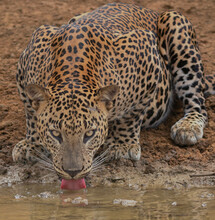 Leopard Has A Drink; Leopard Drinking Water; Leopard In Sri Lanka; Big Cat Drinking Water