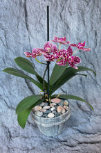 Violet And White Variegated Blooming Mini Orchid Phalaenopsis  In A Pot . Growing Home And Office Plants ,greeting  Flower Gift In A Pot  Or Still Life With Orchids Concept. Free Copy Space.