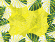 © Suwan - Monstera leaves on yellow background. Summer background  with copy space for product display presentation concept.
