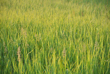 Wall Mural - Juicy green grass with dew drops and evening sun.