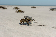 Family Of Crabs On Sandlflats Beach In Ocean In Plymouth, Massachusetts In Cape Cod Bay