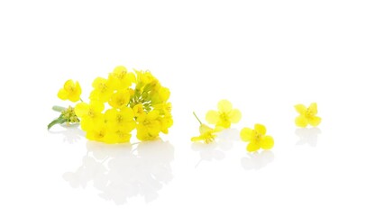 Wall Mural - Rapeseed flower isolated on white background.