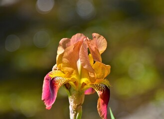 Canvas Print - red and yellow 