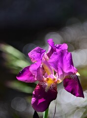 Sticker - purple iris flower