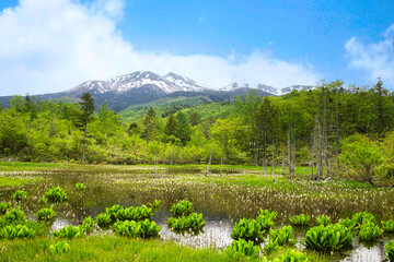 乗鞍高原・どじょう池周辺のさわやかな6月の風景