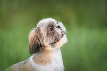 A Fluffy Little Shih Tzu Dog Walks In A Summer Park With Green Grass. Space For Text, Banner.