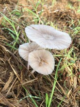 White Pleated Inkcap Growing In The Middle Of Dead Grass