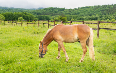 Mountain horse grazes grass on green meadow on cloudy summer day