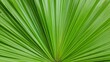 Close up of a saw palmetto frond.