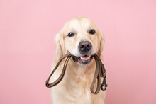 A Dog Waiting For A Walk. Golden Retriever Sitting On A Pink Background With A Leash In His Teeth