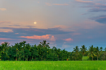 Strawberry moon view in June with green panorama of Indonesian rice fields