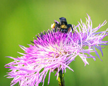 Bumble Bee On An American Basketflower!