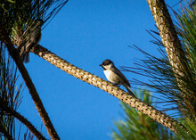 Carolina Chickadee In The Shadow Creek Ranch Nature Park In Pearland, Texas!