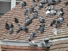A Group Of Pigeons On A Sloping Roof