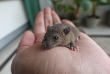 Baby Mice In The Palm Of A Hand