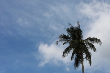 Wall Mural - Coconut tree with blue sky