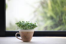 Kaiware Sprouted Daikon Radish Growing In Coffee Cup On Wooden Table In Front Of Window