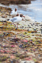 Seaside Natural Feeding Place / Two Seagulls At Natural Beach Shore With Seaweed And Mussels After Storm (copy Space)